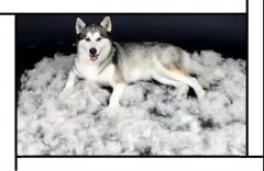 毛質(zhì)差、過度脫毛？華興重磅推出犬美毛處方糧